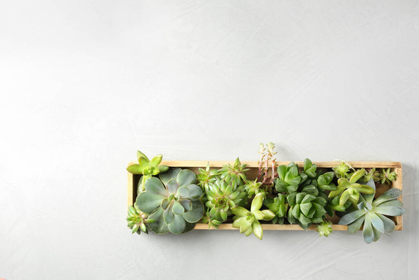 Many different echeverias in wooden tray on light grey background, top view with space for text. Succulent plants - Φωτογραφία, εικόνα