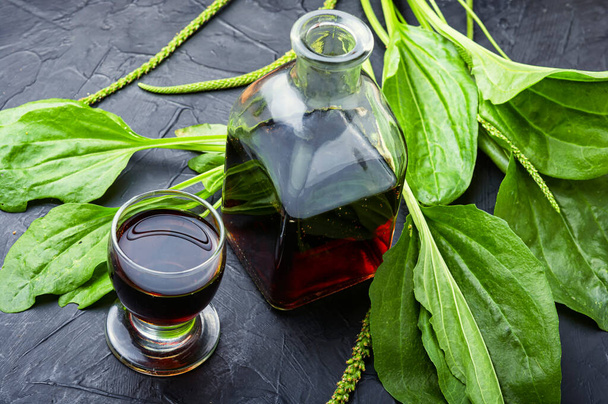 Medicinal tincture,tea,and plantain extracts.Medical herbs in herbal medicine.Fresh plantain leaves - 写真・画像