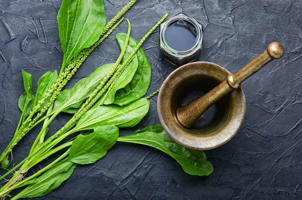 Medicinal tincture and plantain extracts.Medical herbs in herbal medicine.Fresh plantain leaves - Photo, Image