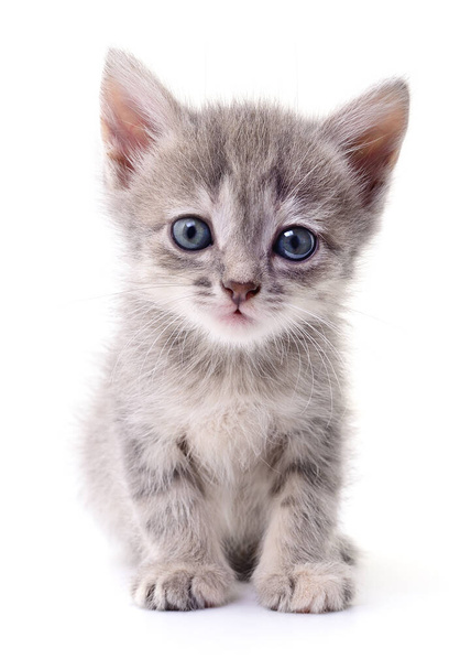Small gray kitten isolated on white background. - Fotoğraf, Görsel
