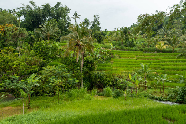 Rice paddies at Bali - Foto, imagen