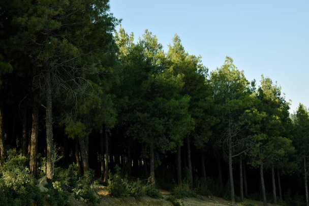 sűrű tűlevelű erdő nyáron - Fotó, kép
