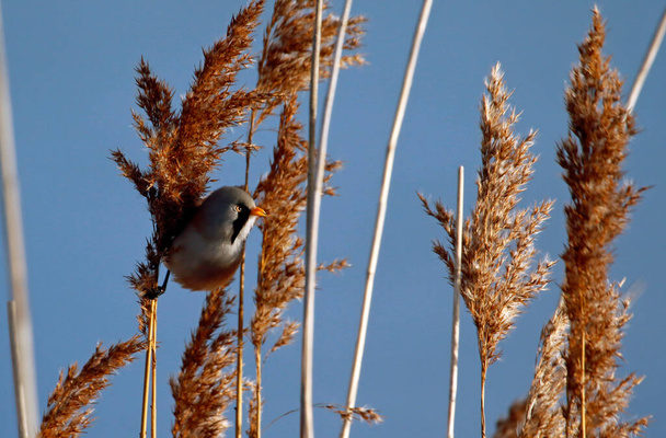 Bearded tit feeding in the reeds - Foto, afbeelding
