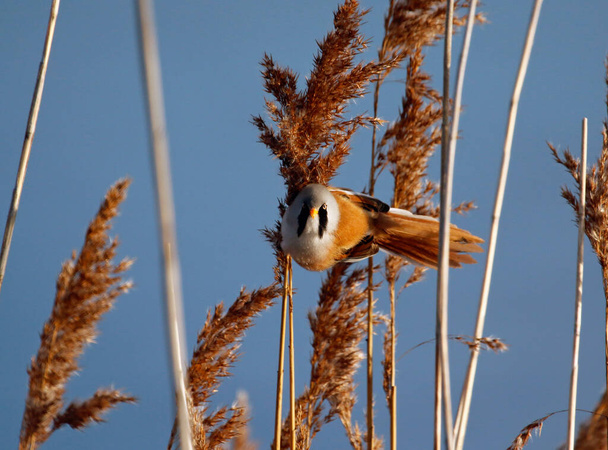 Bearded tit feeding in the reeds - Photo, Image