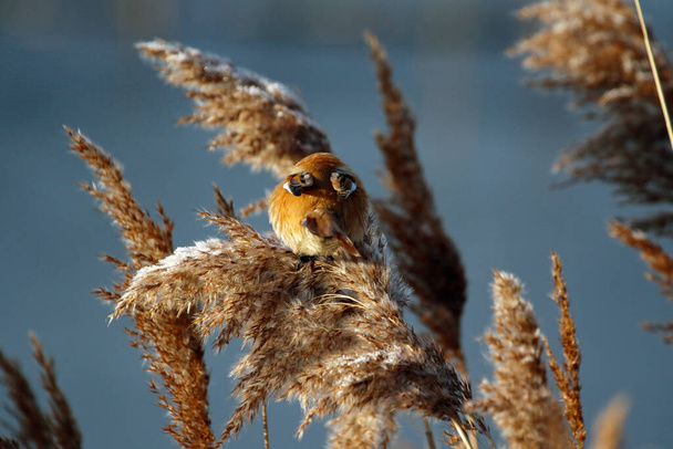Bearded tit feeding in the reeds - Foto, afbeelding