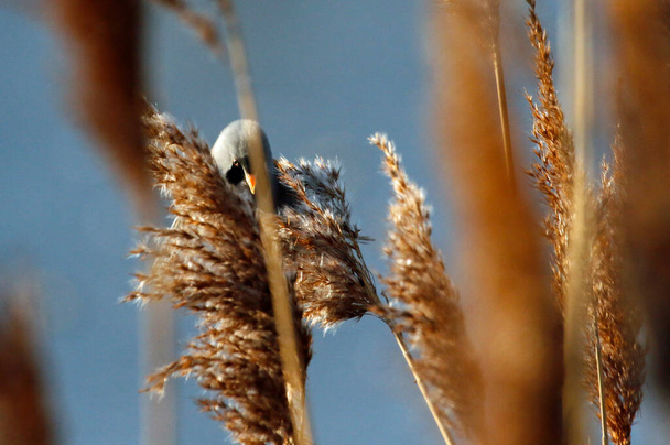 Bearded tit feeding in the reeds - Photo, Image