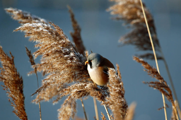 Bearded tit feeding in the reeds - Fotoğraf, Görsel