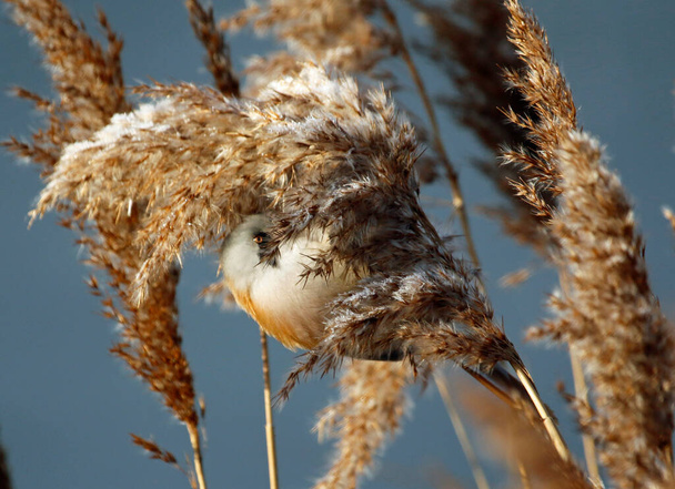 Bearded tit feeding in the reeds - Fotografie, Obrázek