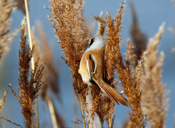 Bearded tit feeding in the reed beds - Photo, Image