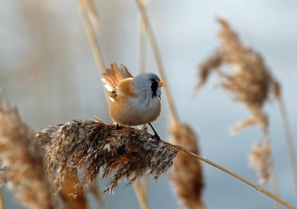 Bearded tit feeding in the reed beds - Photo, Image