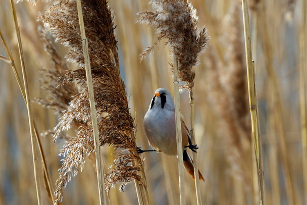 Bearded tit feeding in the reed beds - Photo, image