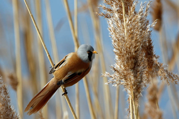 Bearded tit feeding in the reed beds - Foto, immagini
