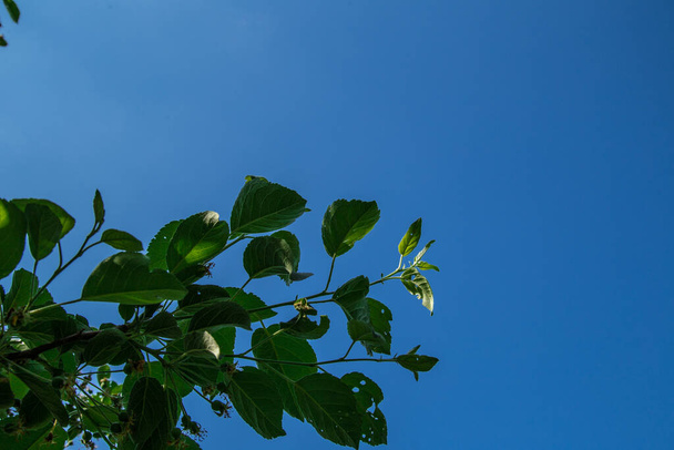Green leaves and blue sky in summer - Foto, Imagem