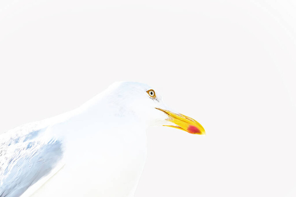 Uma cabeça de uma gaivota senta-se contra o céu azul no sol
. - Foto, Imagem