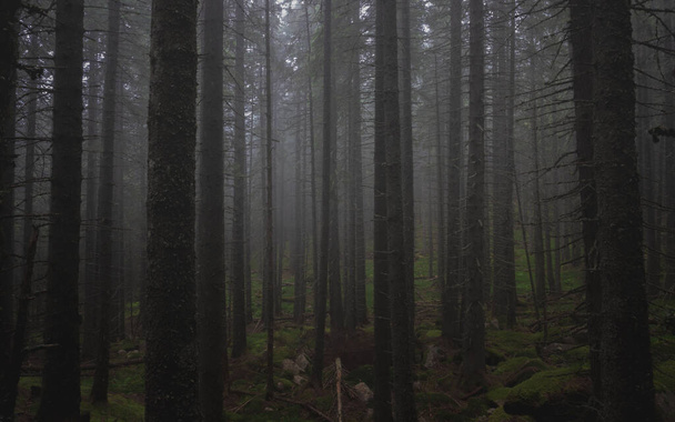 Dunkler Wald im Retezat-Gebirge - Foto, Bild