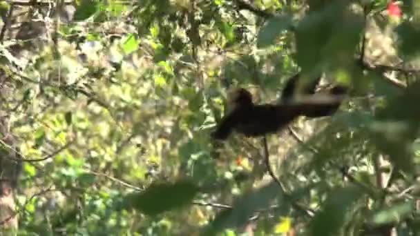 mono capuchino en el bosque
 - Imágenes, Vídeo