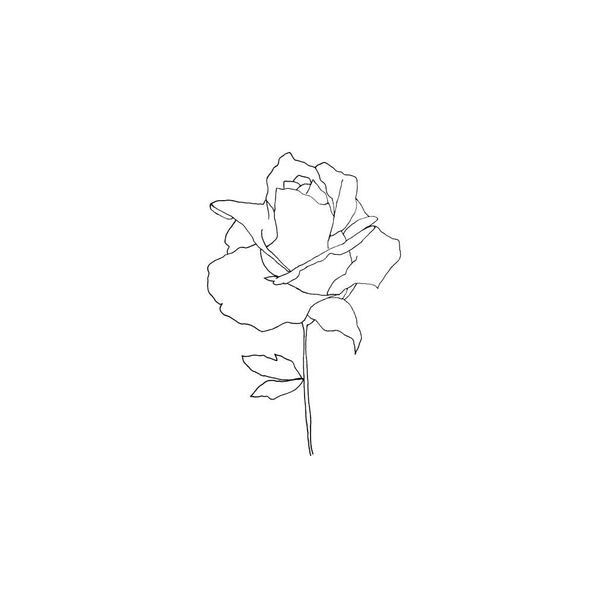 Simple and clean hand drawn floral. Sketch style botanical illustration. Great for invitation, greeting card, packages, wrapping, etc.  - Vector, imagen