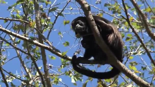 Mono Aullador Negro Madre y bebé en un árbol en el Parque Nacional Barra Honda en Costa Rica
 - Imágenes, Vídeo