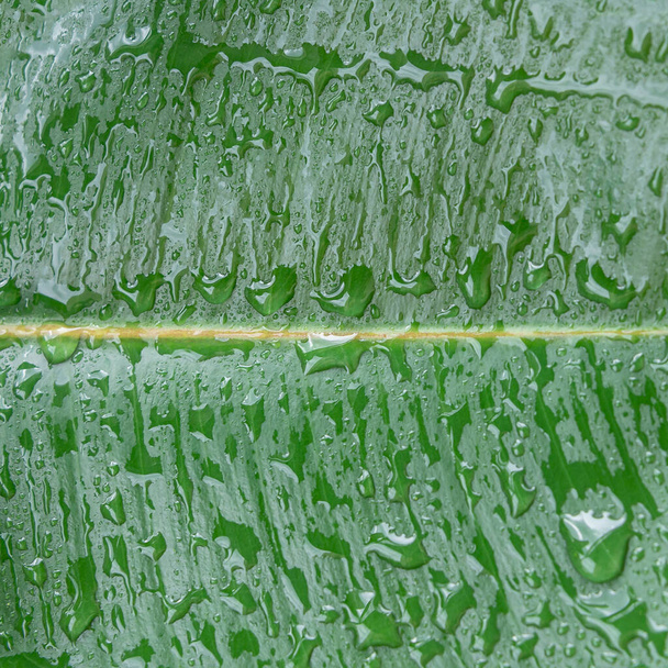Wet with water drops Indian Ficus Elastica leaf in the tropical garden as a background and texture - Foto, Imagem