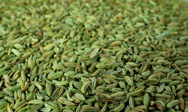 Background image of fresh fennel seed after cultivation cultivation - Valokuva, kuva