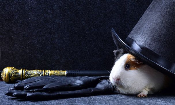 A white guinea pig under a black tall hat with leather gloves and a magic knobbed cane on a dark copy space background - Photo, Image