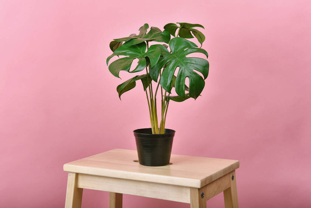 Planta artificial, Philodendron monstera plantado pote preto sobre fundo rosa, árvore tropical interior para decoração de casa e escritório
. - Foto, Imagem