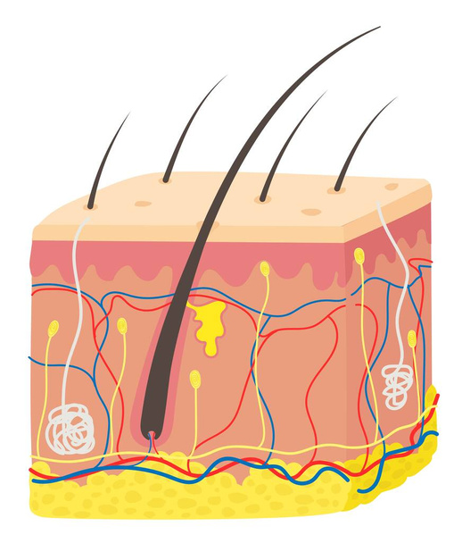 Un follicolo pilifero è una parte della pelle - Vettoriali, immagini