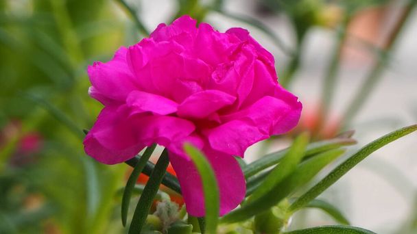 красивый розовый Rosemoss, portulaca oleracea, размытый естественный зеленый фон, фокус цветок. - Фото, изображение