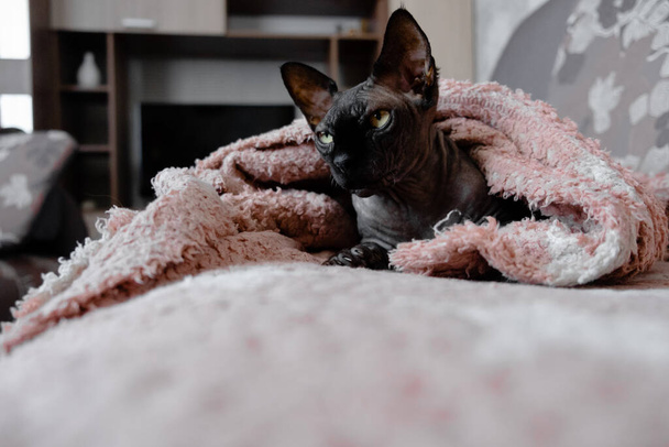 Cinza canandiano spynx gato sentado relaxante. Animais de estimação e animais copyspace - Foto, Imagem
