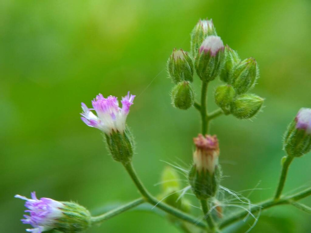 Cirsium vulgare (cardo lancia, cardo toro, cardo comune) il fiore esotico con uno sfondo naturale - Foto, immagini