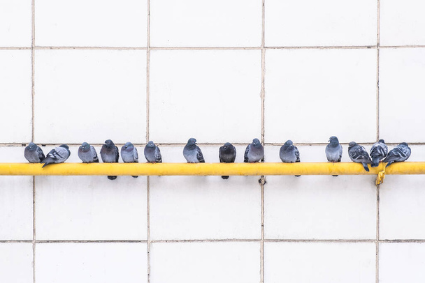 City birds, pigeons sit in a row on a yellow gas warm pipe on background a white wall. - Foto, Bild