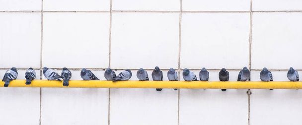 Las aves de la ciudad palomas grises se sientan en una fila en una tubería de gas amarillo caliente contra una pared blanca. Banner
. - Foto, Imagen
