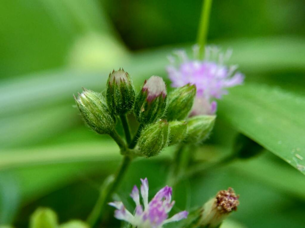 Cirsium vulgare (cardo lancia, cardo toro, cardo comune) il fiore esotico con uno sfondo naturale - Foto, immagini