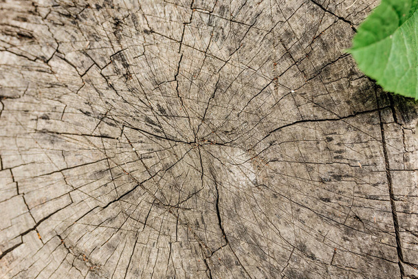 Coupe transversale de l'arbre, vieille souche. La texture du bois dans les fissures. Vue de dessus, lumière du jour. souche d'arbre abattu - section du tronc avec anneaux annuels - Photo, image