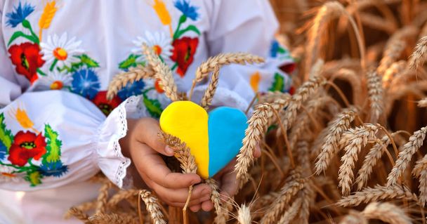 Keltainen ja sininen sydän ja vehnän spikelets lapsen käsissä kirjailtu paita (vyshyvanka). Vehnäkenttä auringonlaskun aikaan. taustavalo Ukrainan itsenäisyyspäivä - Valokuva, kuva