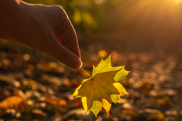 Gele blad in vrouw hand in zonnige stralen. Herfst stemming. - Foto, afbeelding