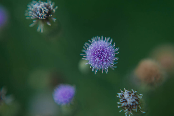  Closeup of a purple wildflower Serpukh - Photo, Image