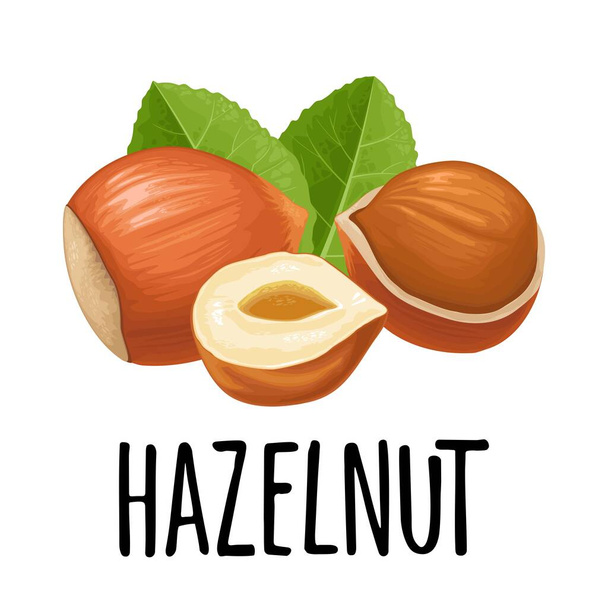 Set whole and half nut seed with green leaves. Vector color realistic illustration. Isolated on white background. Handwriting lettering hazelnut - Вектор,изображение