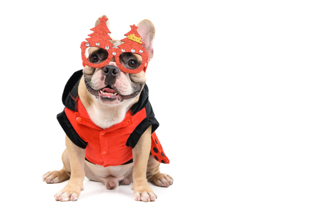 cute french bulldog wear christmas glasses and sitting isolated on white background, pet and animal concept - Fotografie, Obrázek