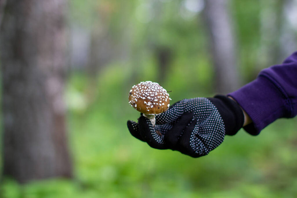 Μια δηλητηριώδης μύγα μανιταριών αγαρική στο χέρι μιας γυναίκας στο δάσος. Χέρι σε ένα μαύρο γάντι - Φωτογραφία, εικόνα