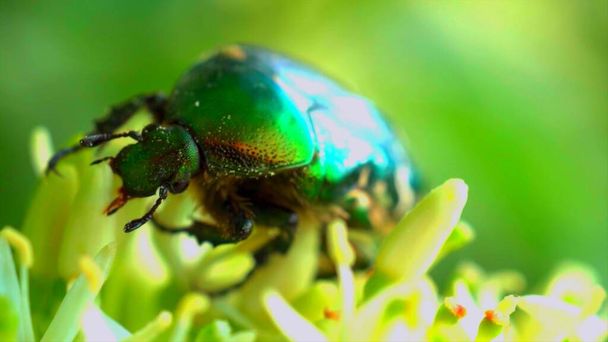 Sarı çiçekli yeşil bir böceğe odaklanma - Fotoğraf, Görsel