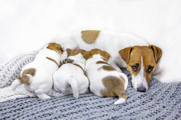 alimentação cão Jack Russell Terrier dorme enquanto se alimenta, seus filhotes em um cobertor de malha
 - Foto, Imagem
