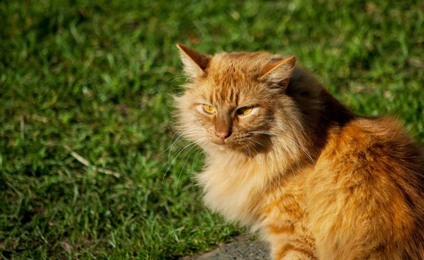 Žlutá kočka - Fotografie, Obrázek