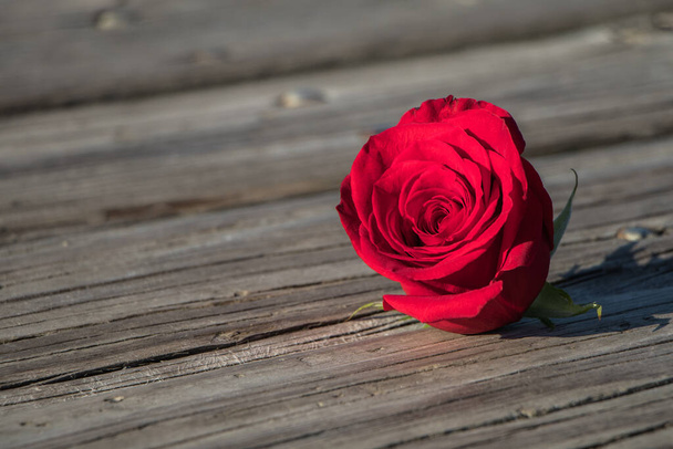 Egy élénk vörös rózsa önmagában egy fa platformon fényes nappal - Fotó, kép