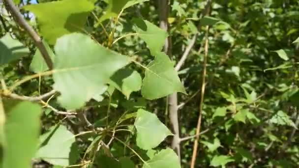 Green foliage on trees in motion. Nature - Footage, Video