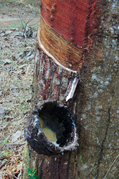 O processo de produção Borracha líquida Da árvore de borracha
. - Foto, Imagem