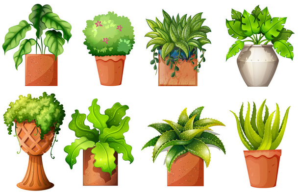 Uma coleção das diferentes plantas de vaso
 - Vetor, Imagem