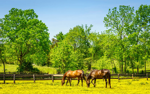Cavalli al pascolo su un pascolo coperto di fiori di ranuncolo nel Kentucky centrale - Foto, immagini