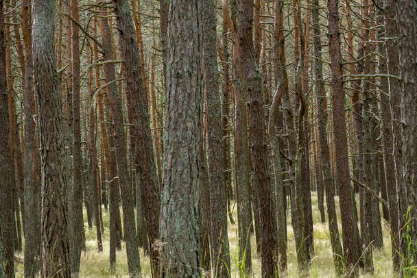 Floresta báltica caminha no Parque Nacional Curoniano Spit na costa do Mar Báltico, na Lituânia - Foto, Imagem