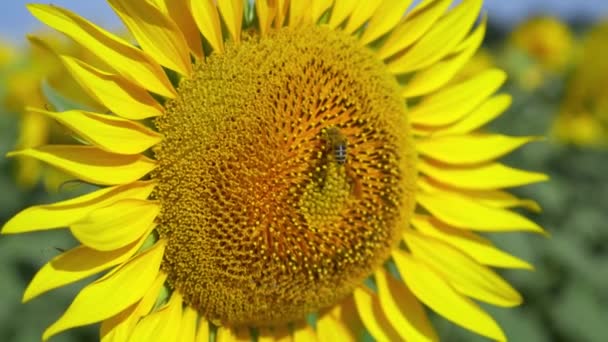 Słoneczniki na polu w lecie. Pszczoła zbiera pyłek. Zbliżenie. Piękne żółte kwiaty słonecznika w polu oświetlonym promieniami słońca - Materiał filmowy, wideo